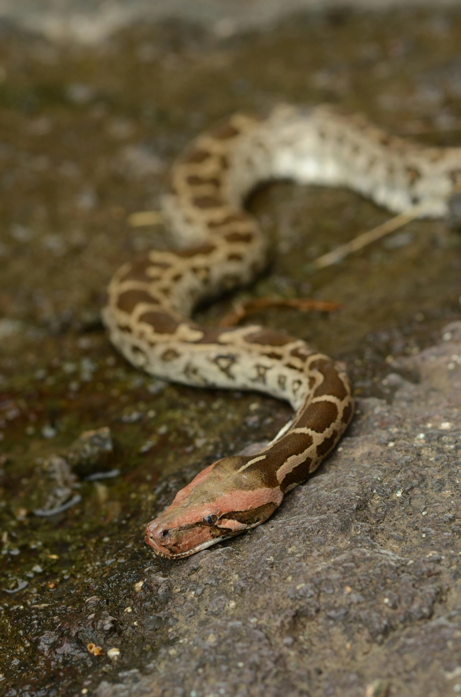 a close up of a snake on a rock, slide show, male emaciated, pale and sickly, 1 female