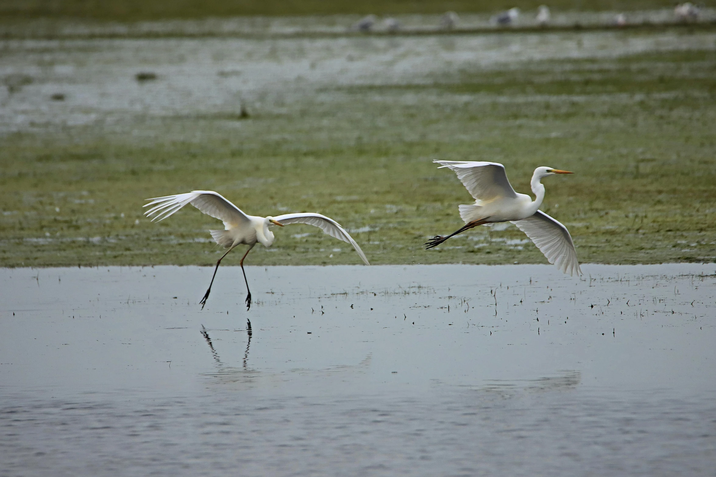 two white birds flying over a body of water, marsh, at takeoff, albino, medium distance shot