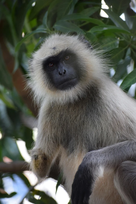 a monkey sitting on top of a tree branch, facing the camera, grey skinned, immaculate shading, old male