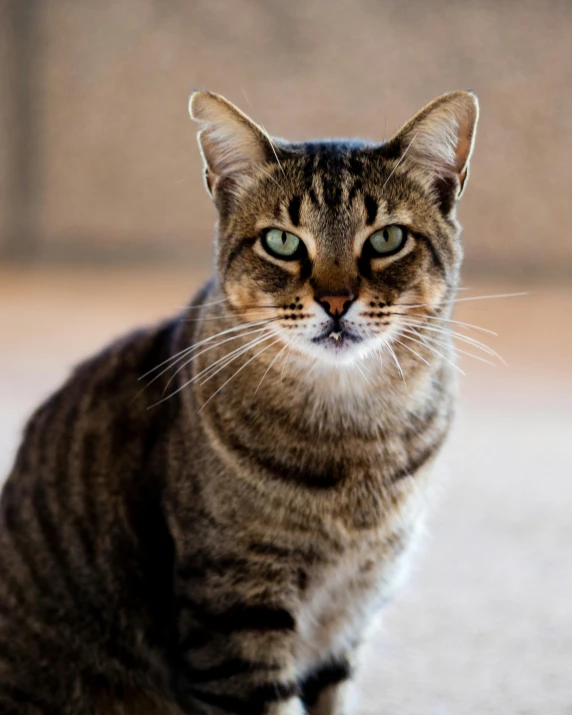 a cat sitting on the ground looking at the camera, unsplash, photorealism, lgbtq, magnificent oval face, prideful, ridiculously handsome