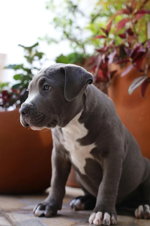 a dog sitting on a tiled floor next to a potted plant, a pastel, by Bernie D’Andrea, unsplash, pitbull, profile image, puppies, grey