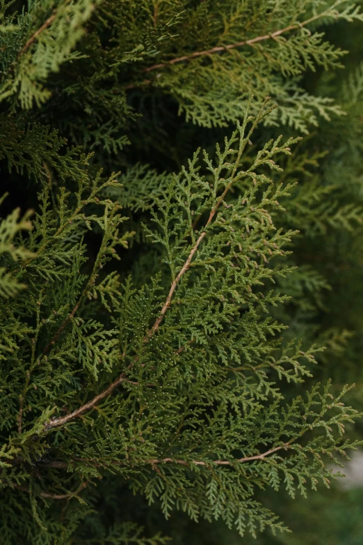 a tree with leaves that are still green