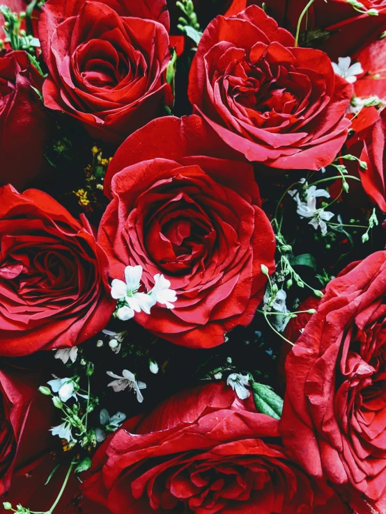 red roses growing on the side of the road