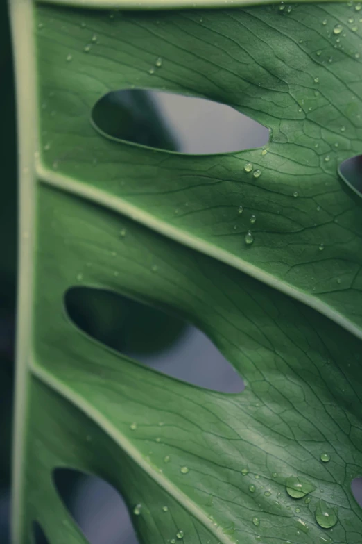 a close up of a leaf with water droplets on it, trending on unsplash, photorealism, monstera deliciosa, multiple stories, alessio albi, today\'s featured photograph 4k