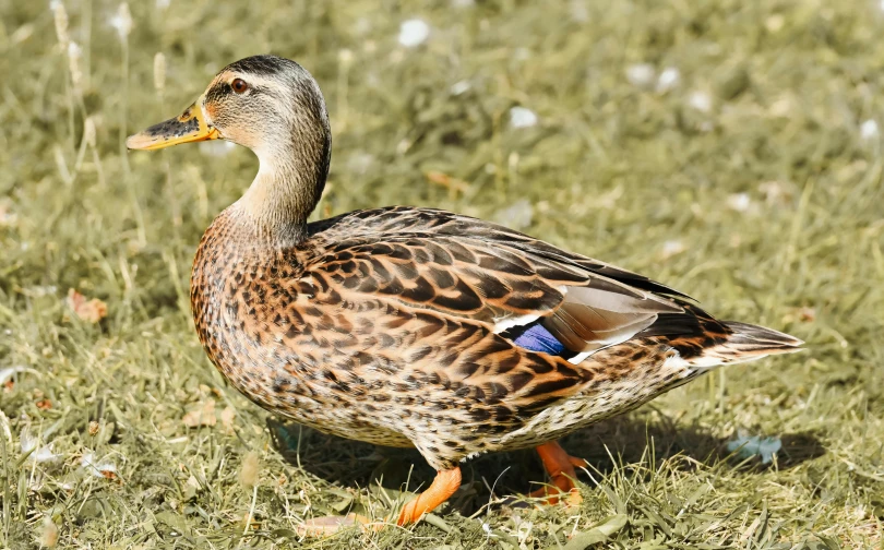 a duck that is standing in the grass, pexels contest winner, hurufiyya, 1 female, an afghan male type, 🦩🪐🐞👩🏻🦳, elegant highly detailed