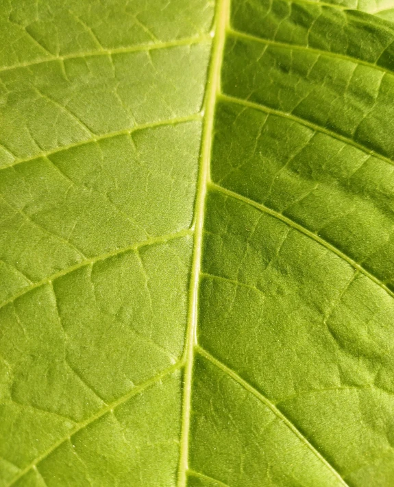 a close up of a leaf of a plant, detailed product image, thick linings, no cropping, green light