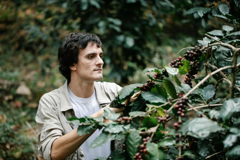 a man picking coffee beans from a tree, a portrait, by Julian Hatton, pexels contest winner, 2 5 6 x 2 5 6 pixels, aussie baristas, avatar image, will graham