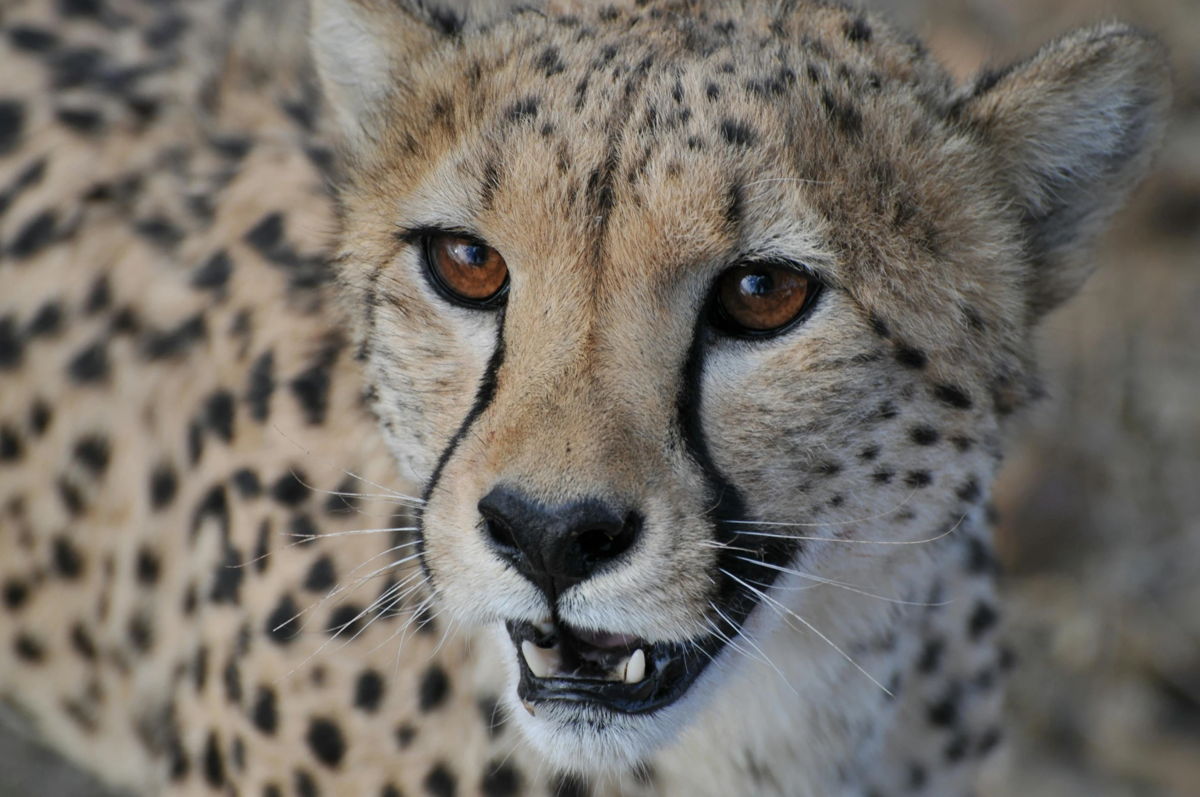 a close up of a cheetah looking at the camera, pexels contest winner, fan favorite, in africa, cgi 8k, portrait”