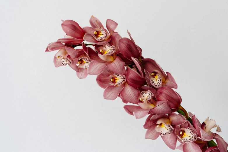 a close up of a flower in a vase, orchid stems, full product shot, caramel, lined up horizontally