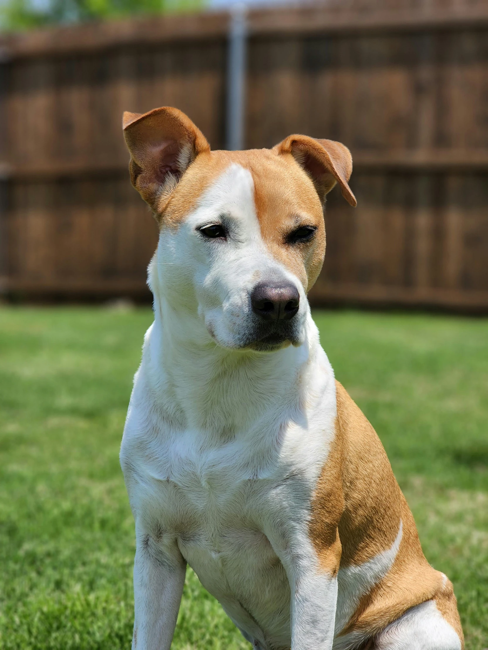 a brown and white dog sitting on top of a lush green field, adoptable, pits, classified photo, multiple stories