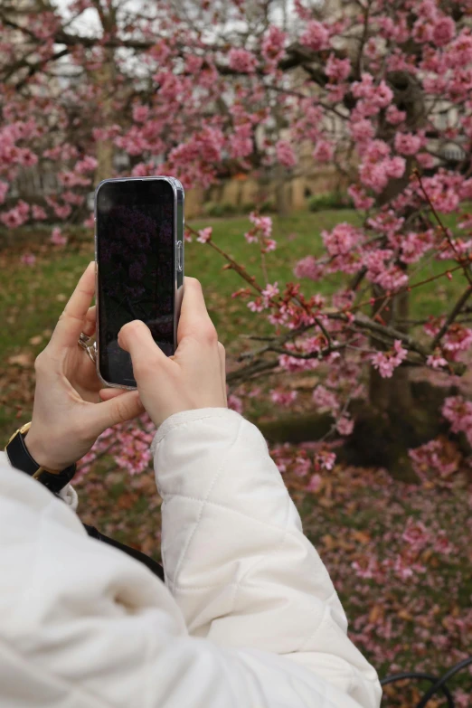 a person taking a picture of a flowering tree, she is holding a smartphone, 2022 photograph, sakura bloomimg, vine