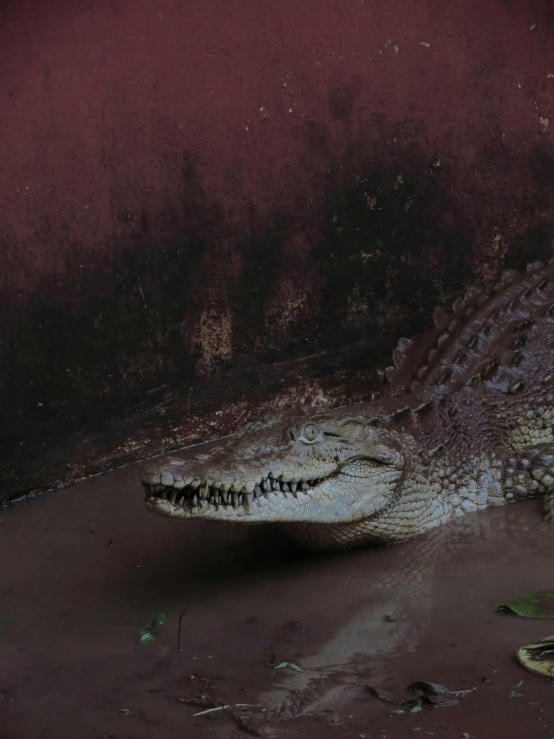 a crocodile that is laying down on the ground, an album cover, by Elsa Bleda, pexels contest winner, photorealism, grey, albino, extreme detail photo quality, the photo shows a large