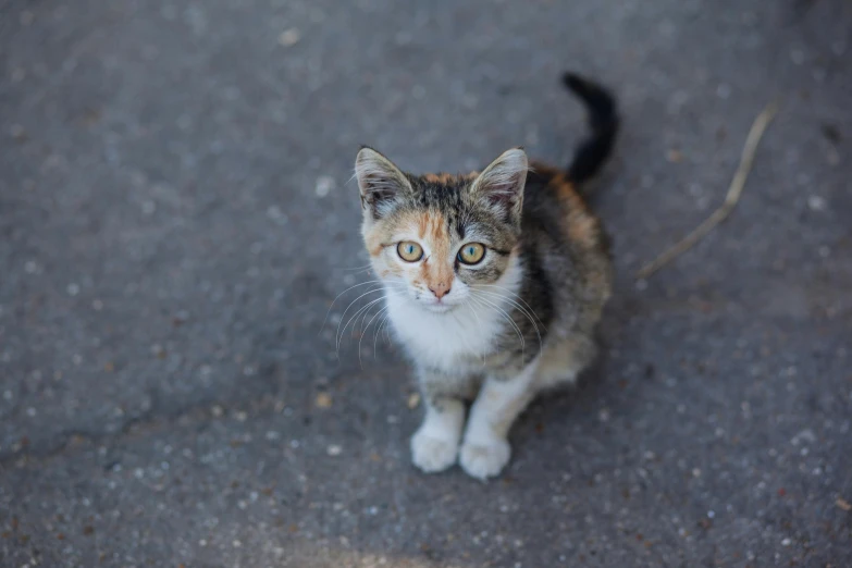 a cat sitting on the ground looking at the camera, unsplash, tiny nose, multicolored, lone female, gif