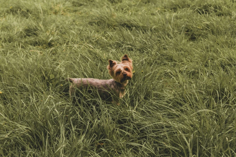 a small brown dog standing on top of a lush green field, an album cover, by Emma Andijewska, unsplash, yorkshire terrier, gray, malt, overgrowth of grass