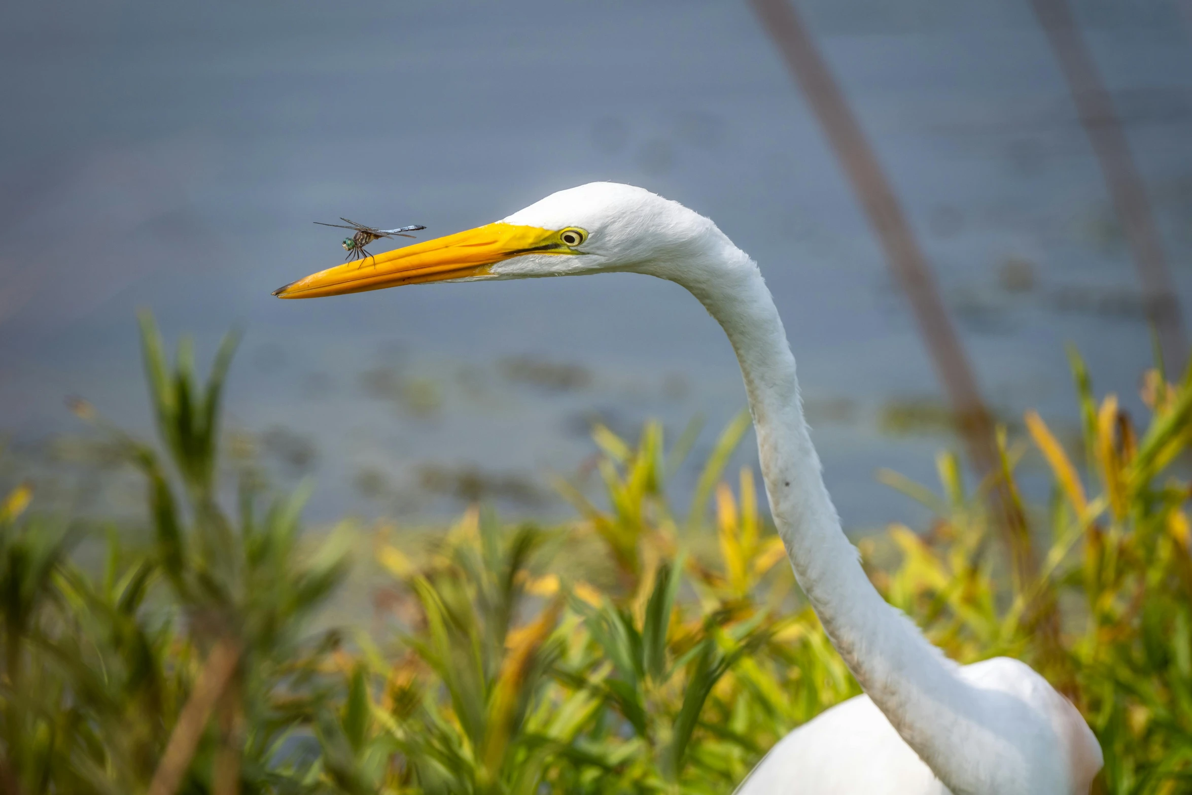 a close up of a bird near a body of water, by Neil Blevins, pexels contest winner, intense albino, dragonflies, big beak, slide show