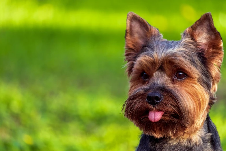 a brown and black dog sitting on top of a lush green field, yorkshire terrier, licking tongue, header, 2019 trending photo