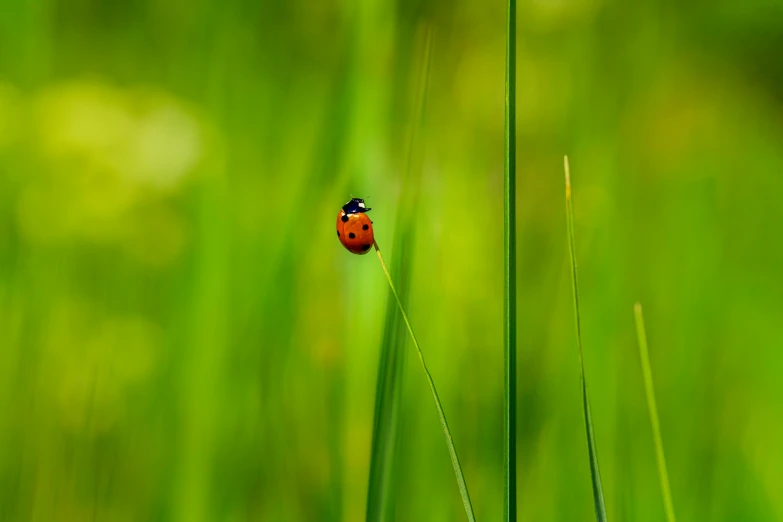 a ladybug sitting on top of a blade of grass, by Jan Rustem, pixabay contest winner, minimalism, floating in the air, 🦩🪐🐞👩🏻🦳, there is tall grass, beautiful lady