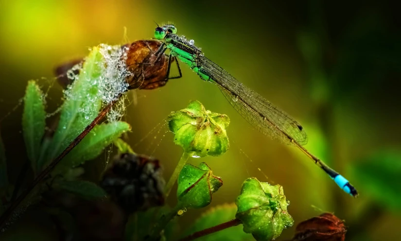 a dragonfly sitting on top of a green plant, a macro photograph, by Adam Marczyński, pixabay contest winner, art photography, dew, ilustration, macro photography 8k, detailed photograph high quality