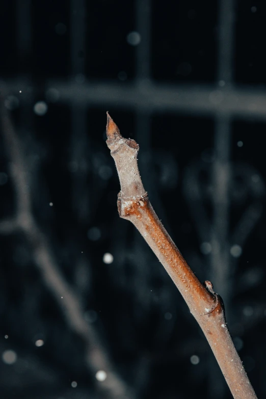 a close up of a tree branch in the snow, an album cover, by Adam Szentpétery, trending on pexels, conceptual art, thorns, at nighttime, wooden staff, background image