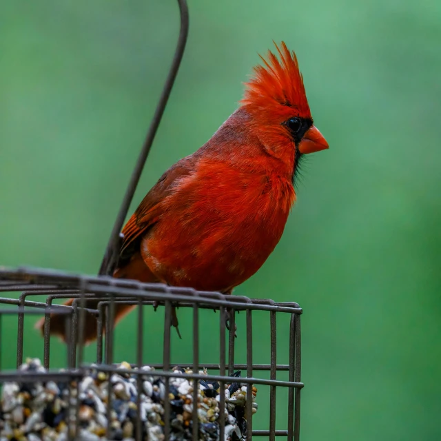 a red bird sitting on top of a bird feeder, a portrait, by Jim Nelson, pexels contest winner, red mesh in the facede, a tall, minn, closeup at the food