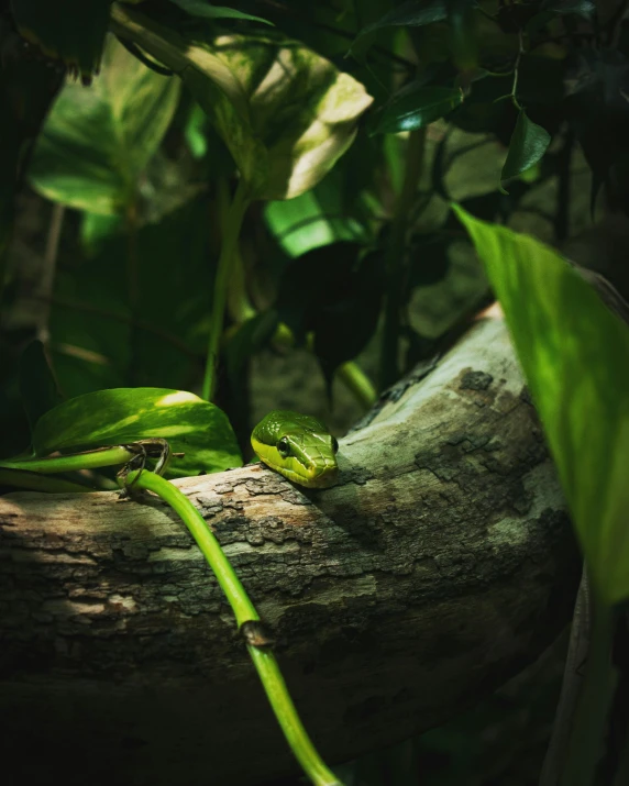 a lizard sitting on top of a tree branch, inspired by Elsa Bleda, pexels contest winner, sumatraism, vines wrap around the terrarium, anaconda, museum quality photo, #green