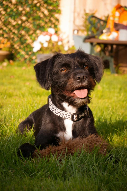 a black and white dog laying in the grass, wearing collar, sitting in the garden, tufty whiskers, while smiling for a photograph