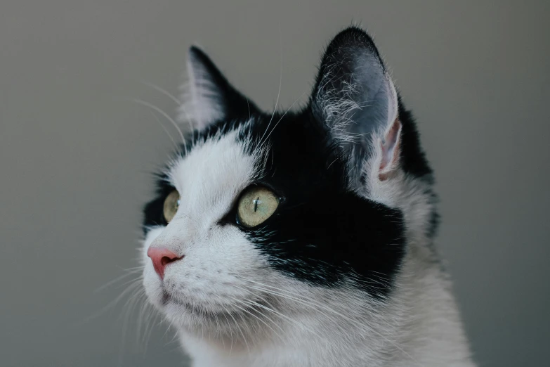 a close up of a black and white cat, trending on unsplash, on a gray background, avatar image, profile shot, square nose