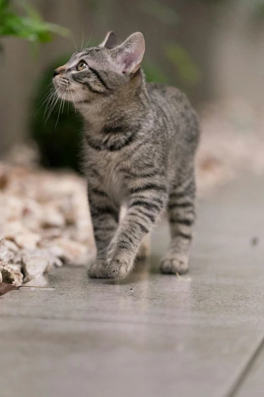 a cat that is walking on a sidewalk