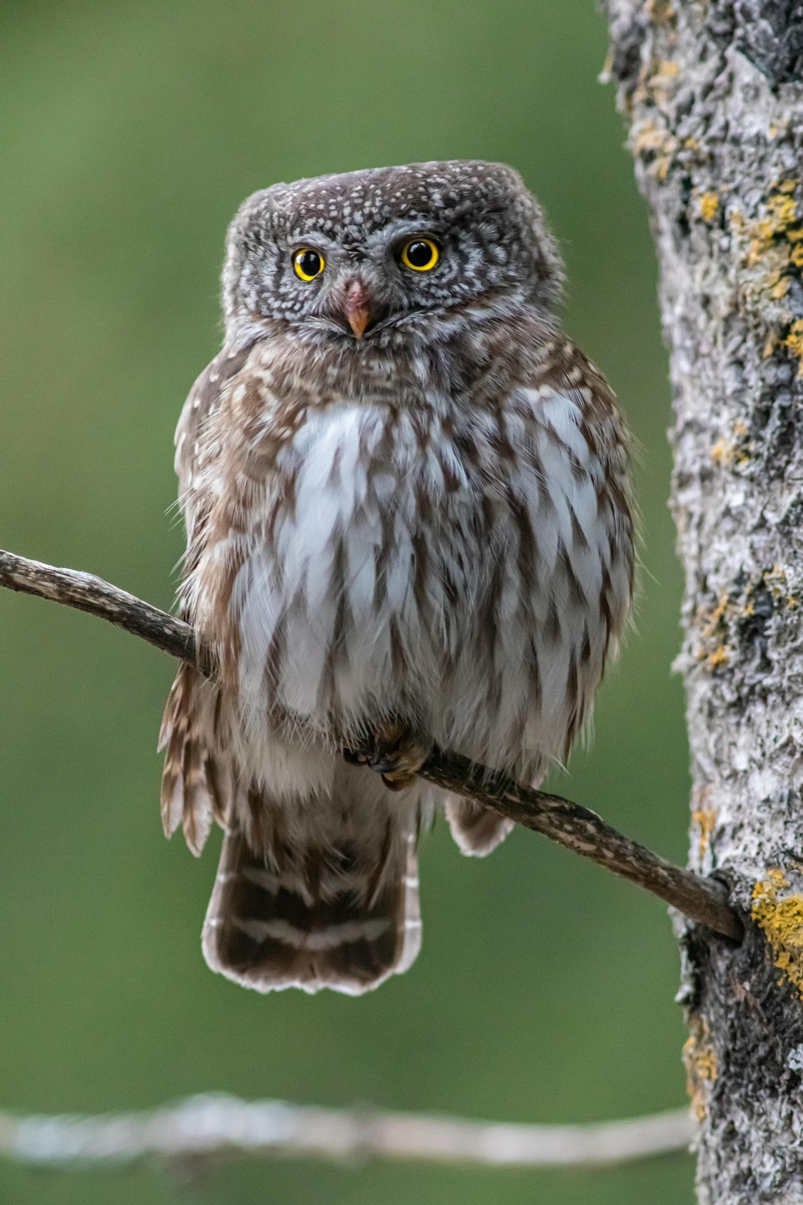 a small owl sitting on top of a tree branch, alaska, professional photo, fully covered, f / 2 0