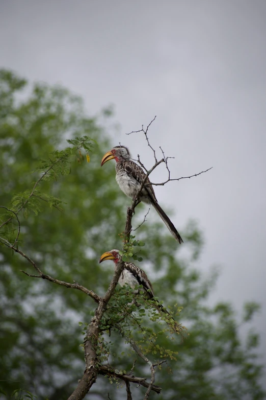 two birds sitting on top of a tree branch, on the african plains, festivals, multiple stories, tx