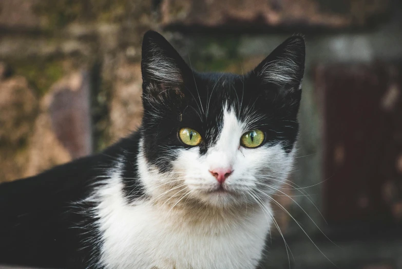 a black and white cat sitting in front of a brick wall, unsplash, square nose, accurate green eyes, avatar image, recognizable