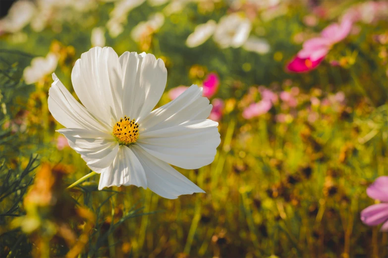 a white flower sitting on top of a lush green field, by Niko Henrichon, unsplash, renaissance, miniature cosmos, pink yellow flowers, strong sunlight, multicoloured