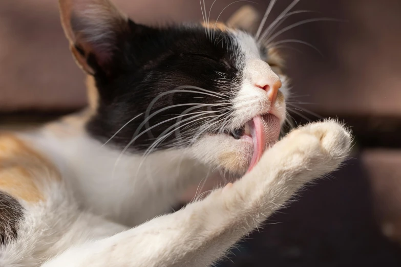 a close up of a cat with its tongue out, by Will Ellis, unsplash, arms stretched out, licking out, local conspirologist, manuka