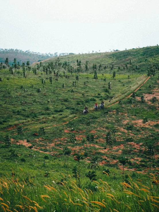 two people riding on horseback in a lush green field