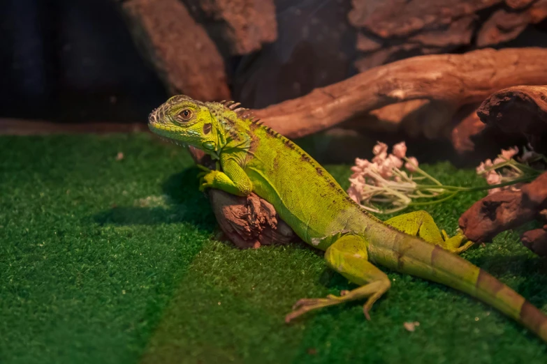 a green lizard sitting on top of a lush green field, pexels contest winner, hurufiyya, indoor, vivarium, mid 2 0's female, frontal pose