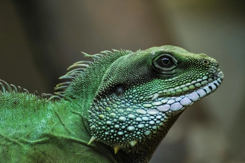 a close up of a lizard with a blurry background, a photo, by Adam Marczyński, pexels contest winner, green skin. intricate, 🦩🪐🐞👩🏻🦳, water dragon, an elegant green