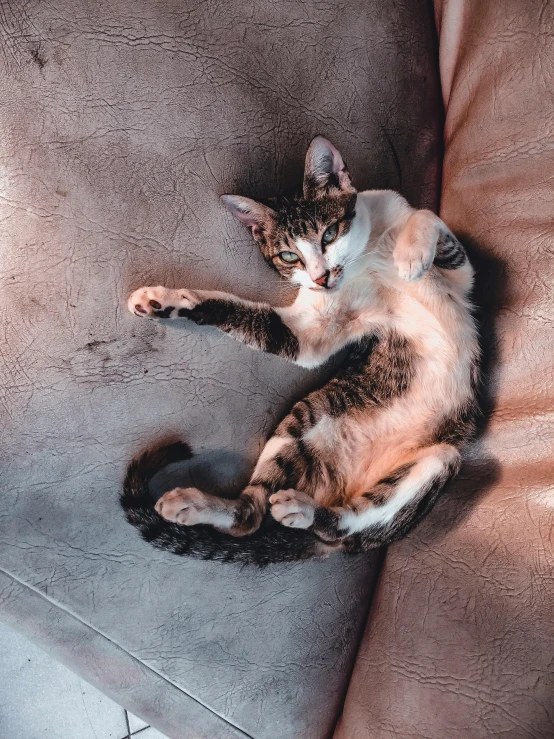 a cat that is laying down on a couch, pexels contest winner, arabesque, fully body pose, mixed animal, top down photo, very comfy]