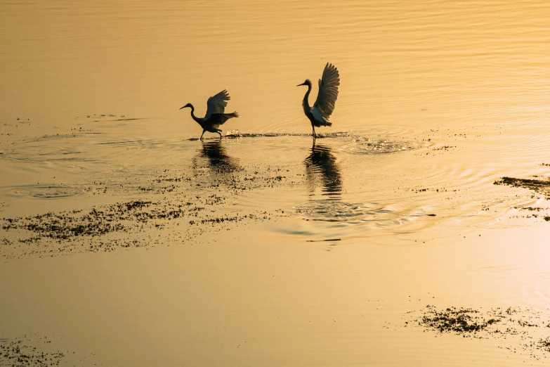 a couple of birds that are standing in the water, by Sudip Roy, unsplash contest winner, hurufiyya, late afternoon sun, creatures dancing, museum quality photo, fan favorite