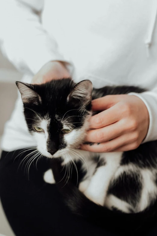 a woman is petting a black and white cat, by Julia Pishtar, trending on unsplash, with a lab coat, detail and care, young male, soft vinyl