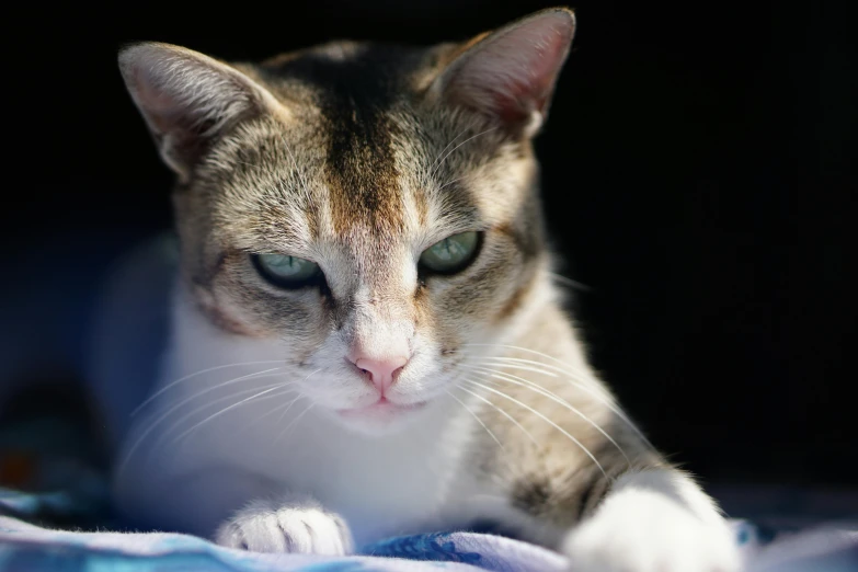 a close up of a cat laying on a blanket, a portrait, unsplash, scowling, in the sun, close-up photo, shot on sony a 7