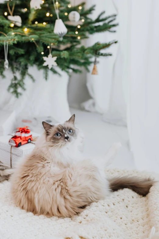 a fluffy cat sits in front of a christmas tree