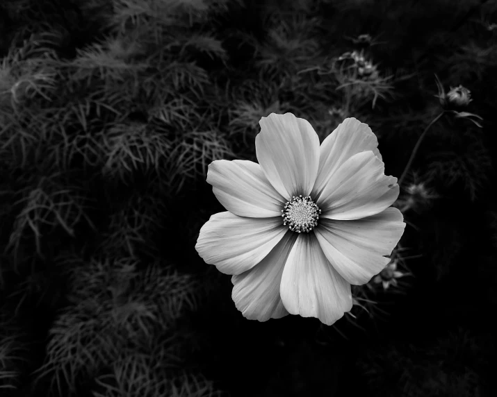 a black and white photo of a flower, by Adam Chmielowski, unsplash, miniature cosmos, & a dark, 🌸 🌼 💮, shaded perfect
