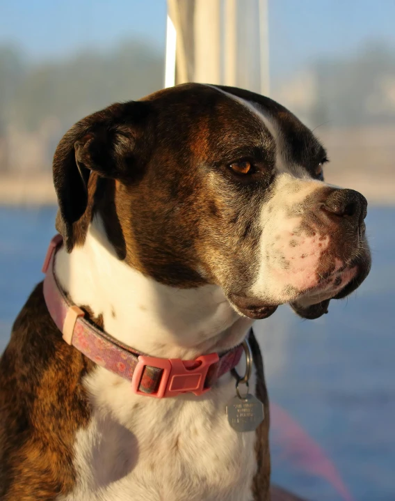 a brown and white dog sitting on top of a boat, strong jawline, lgbtq, boxer, photo of head