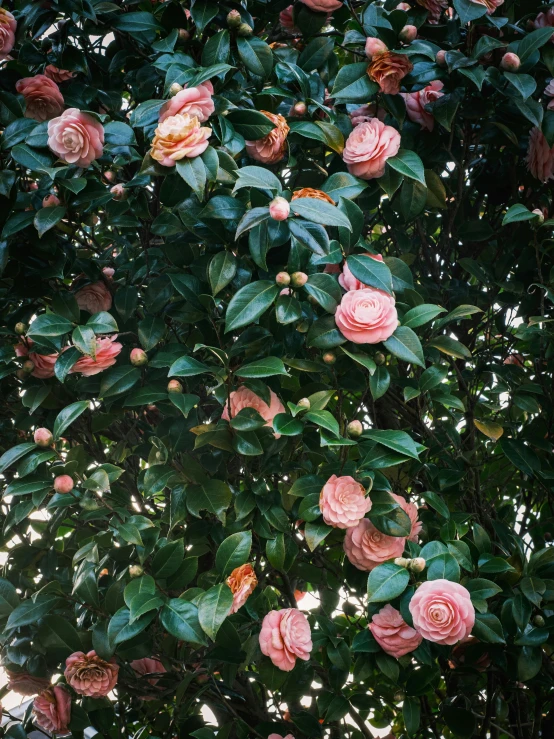 a bunch of pink flowers growing on a tree, an album cover, inspired by Thomas Struth, unsplash, hyperrealism, chanel, f 1.4 kodak portra, 🎀 🧟 🍓 🧚, in shades of peach