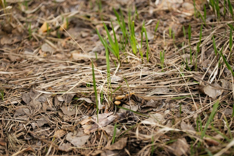 a bird that is sitting in the grass, by Jaakko Mattila, unsplash, land art, sparse detail, forest floor, ants, early spring