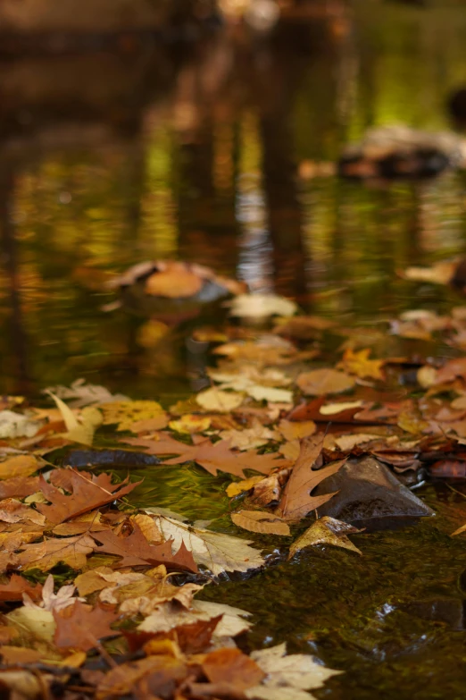 a bunch of leaves that are in some water, by David Garner, unsplash, slide show, paul barson, william penn state forest, late afternoon