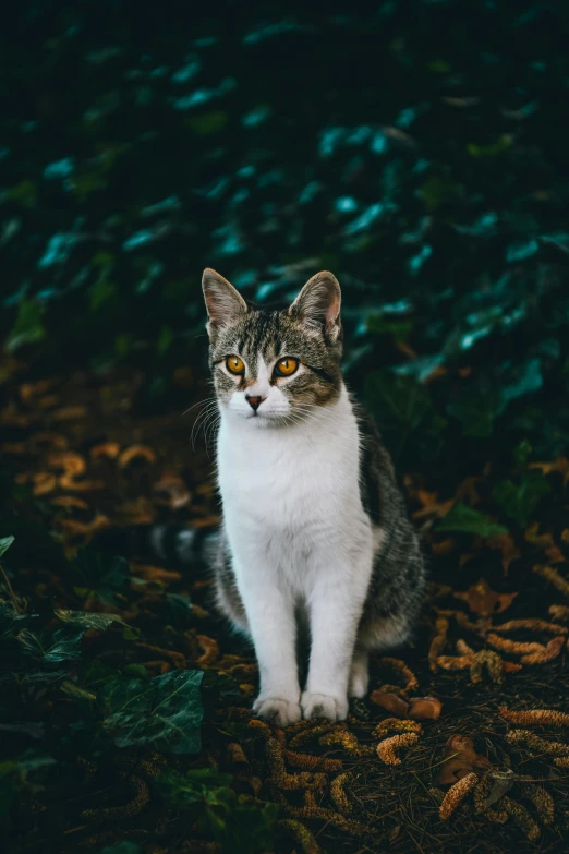 a gray and white cat sitting on the ground, pexels contest winner, perfectly proportioned, in majestic, small ears, cinematic photo