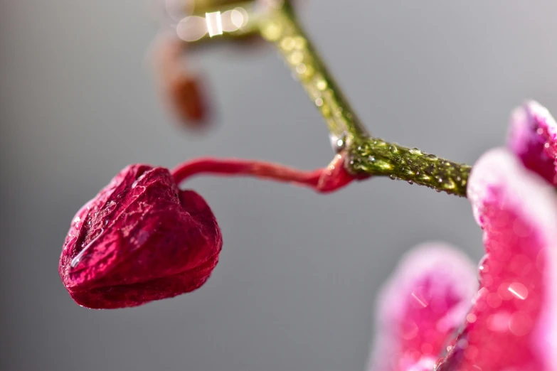 a close up of a flower with water droplets on it, inspired by Robert Mapplethorpe, unsplash, process art, plum blossom, carnivorous plant, on grey background, hyperdetailed twigs and plants