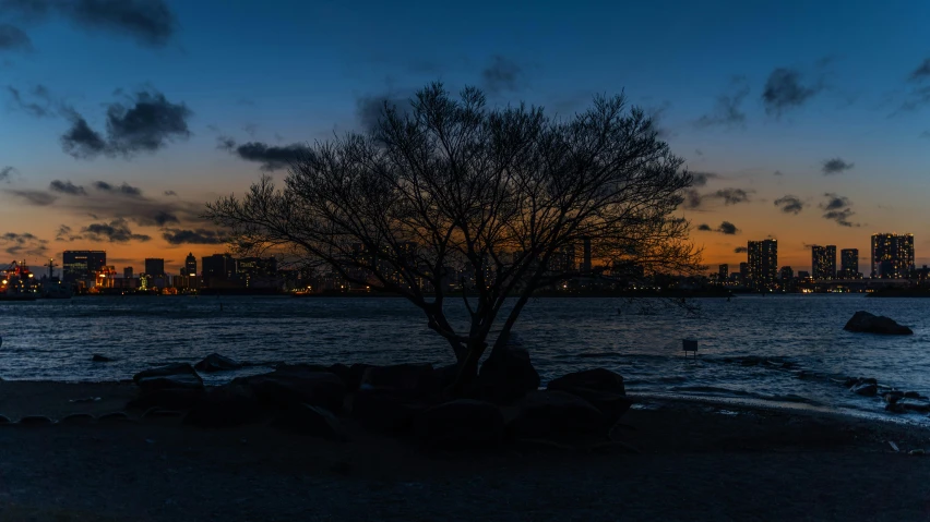 a tree sitting on top of a beach next to a body of water, by Washington Allston, pexels contest winner, twilight in the city, cold sunset, today\'s featured photograph 4k, high quality photo