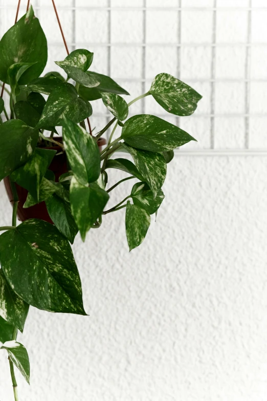 a close up of a potted plant on a wall, inspired by Josefina Tanganelli Plana, speckled, ivy, product view, wall corner